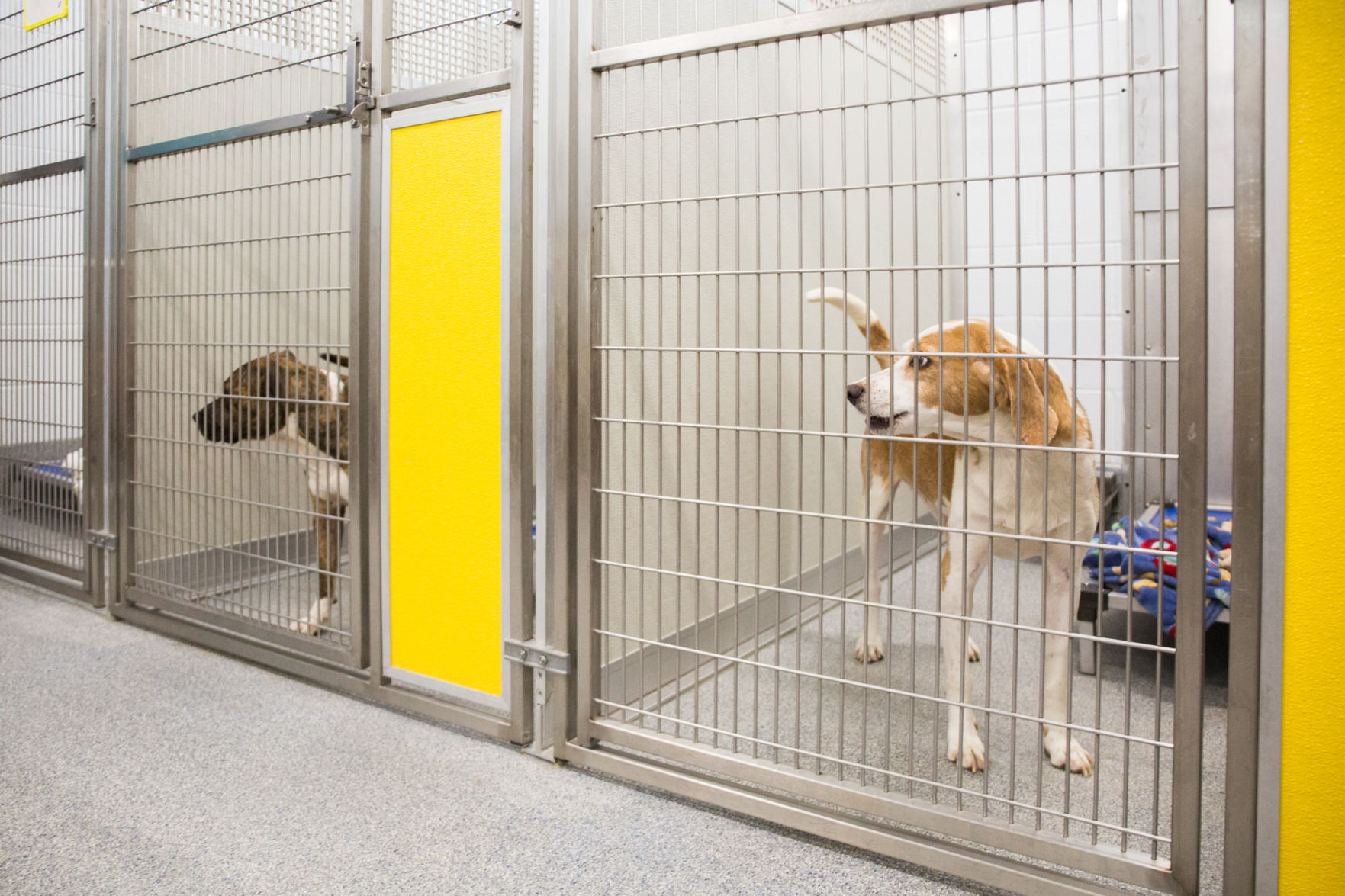 Influx prompts animal shelter to cut adoption fees | Local News ...