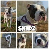 Pitt County Animal Services Pets of the Week: Skidz and Tick