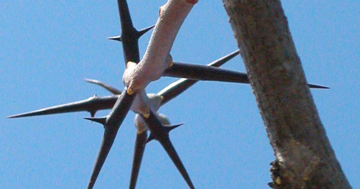 Mystery Plant: Needle-sharp thorns are hallmark of tree species ...