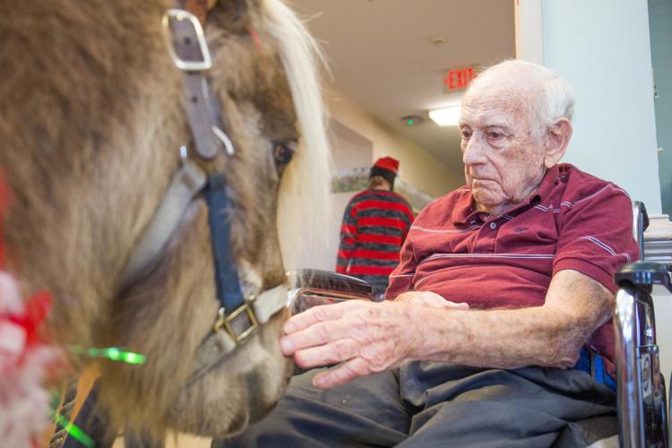 Mini horses bring big smiles to nursing home residents Local News