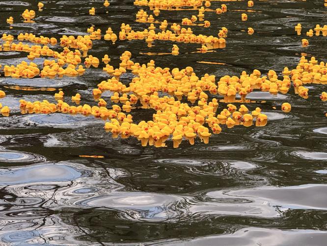 Shad Festival fish stew cook-off, duck race fundraisers a hit on ...