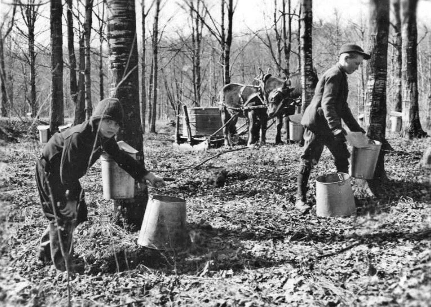 Methods change, but maple sap tradition continues