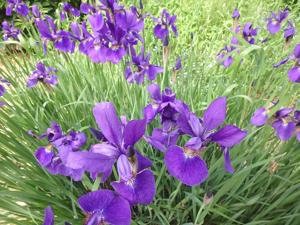 Henry Homeyer | Notes from the Garden: Growing Roses and More