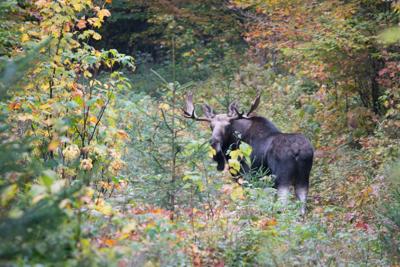 Moose Victory Basin WMA by Tom Rogers.jpg