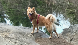Secrets of a Pro Dog Trainer by Janice Zazinski: What to train during the dog days of the summer