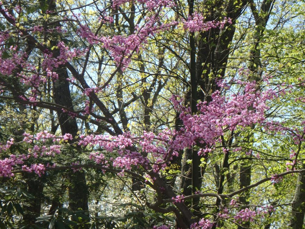 Notes from the Garden by Henry Homeyer: Plants that have stood the test of time