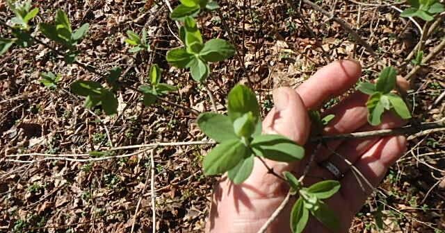 Notes from the Garden by Henry Homeyer: Late spring chores