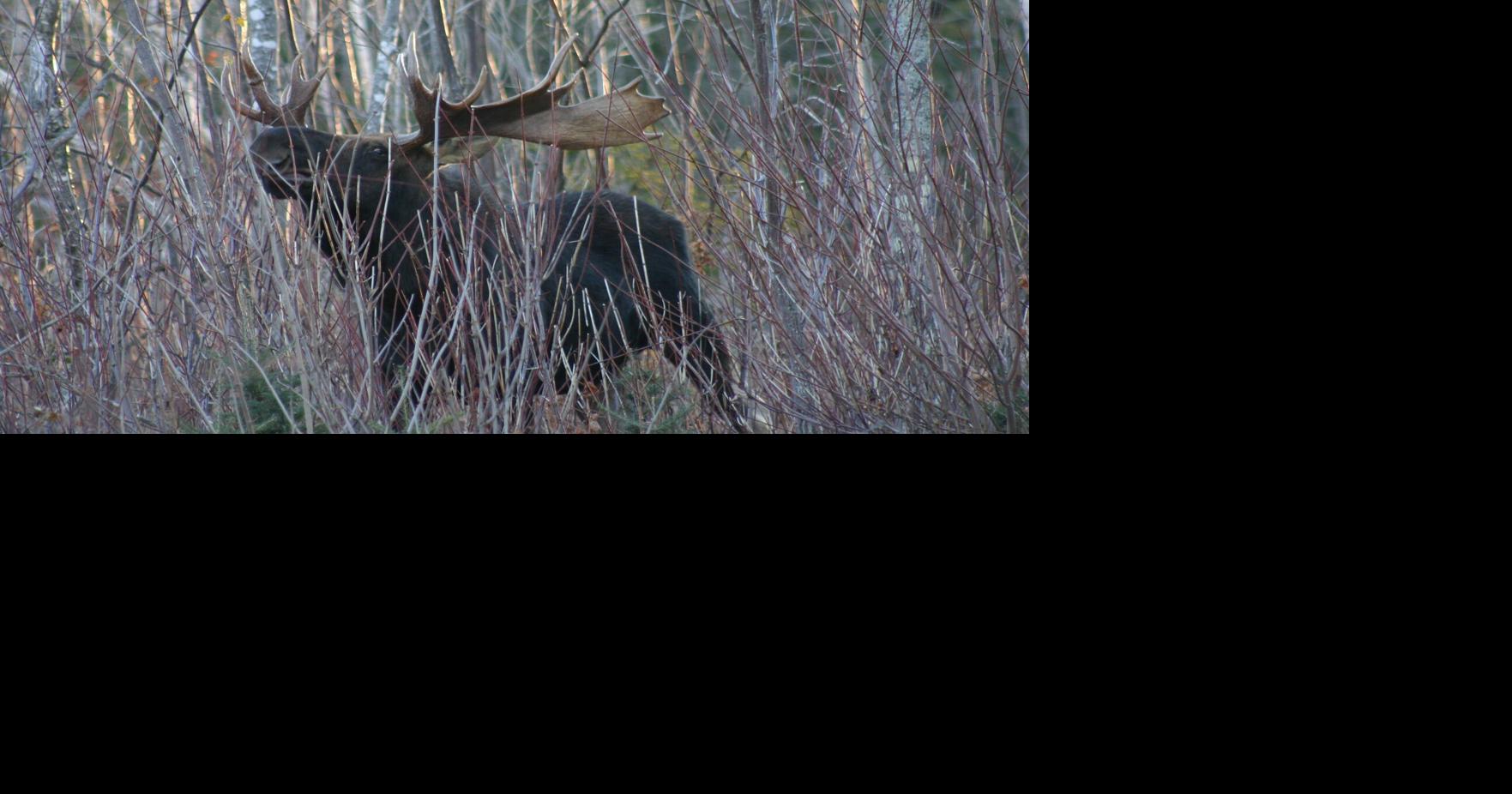 Vermont moose hunt application deadline is June 30 Outdoors