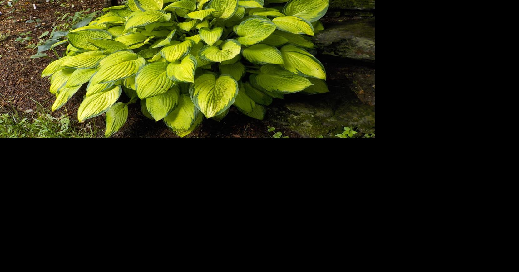 Henry Homeyer Notes from the Garden How to reduce your time weeding