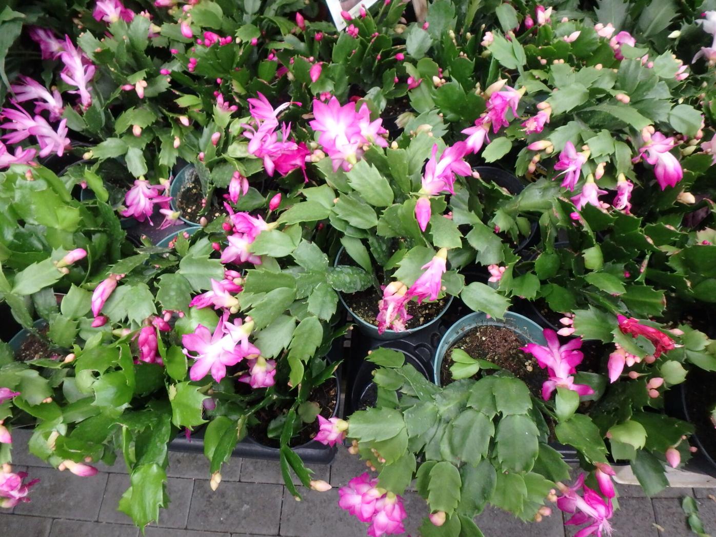 A Christmas cactus will bloom for weeks.JPG