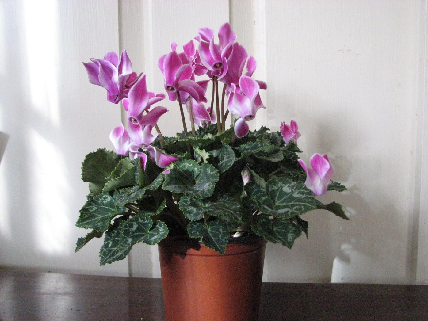 Cyclamen  really are not fussy, and bloom for weeks.jpg