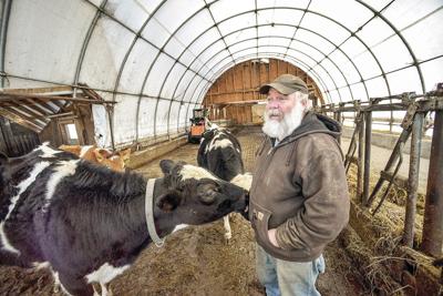 Dairy safety net program expected in June
