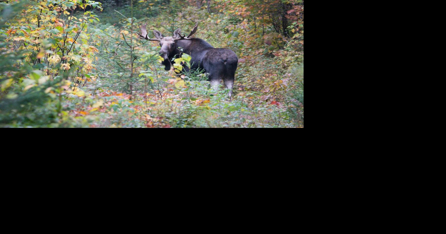 Vermont moose hunt application deadline is June 18