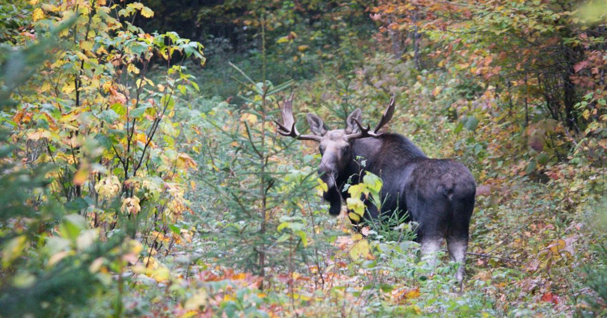 Vermont moose hunt application deadline is June 18