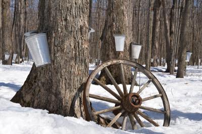 maple-syrup-tapping.jpg