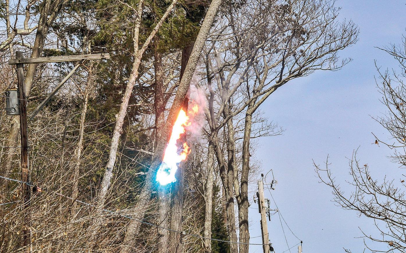 Photos Tree Bursts Into Flames Local News 