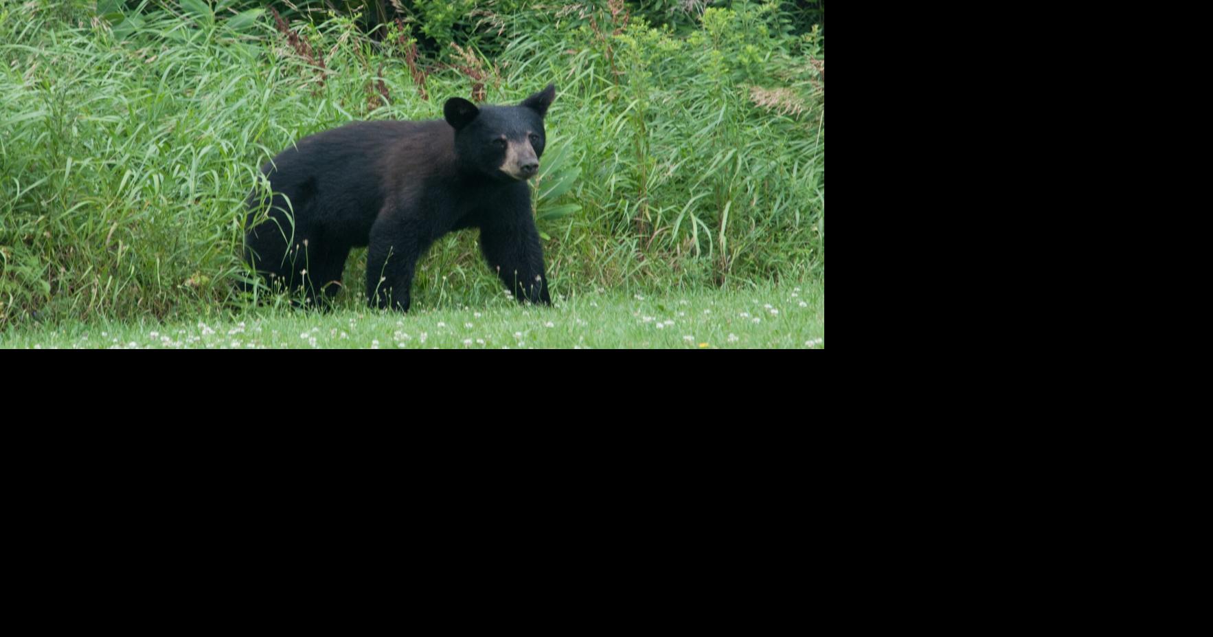 Composting with bears in mind Outdoors