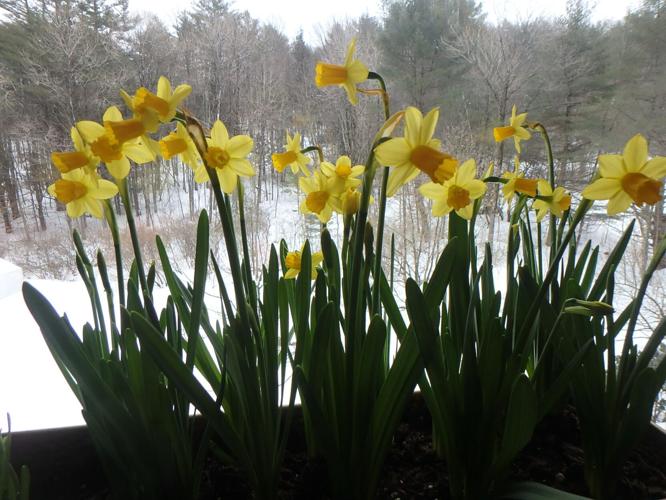 Tete-a-tete daffodils forced to bloom on a windowsill.JPG