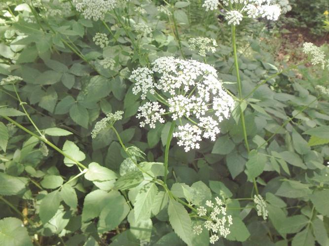 Henry Homeyer: Weeds to worry about, and what to do about them