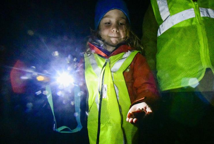 'Big Night': Salamanders on the move | Local News | reformer.com