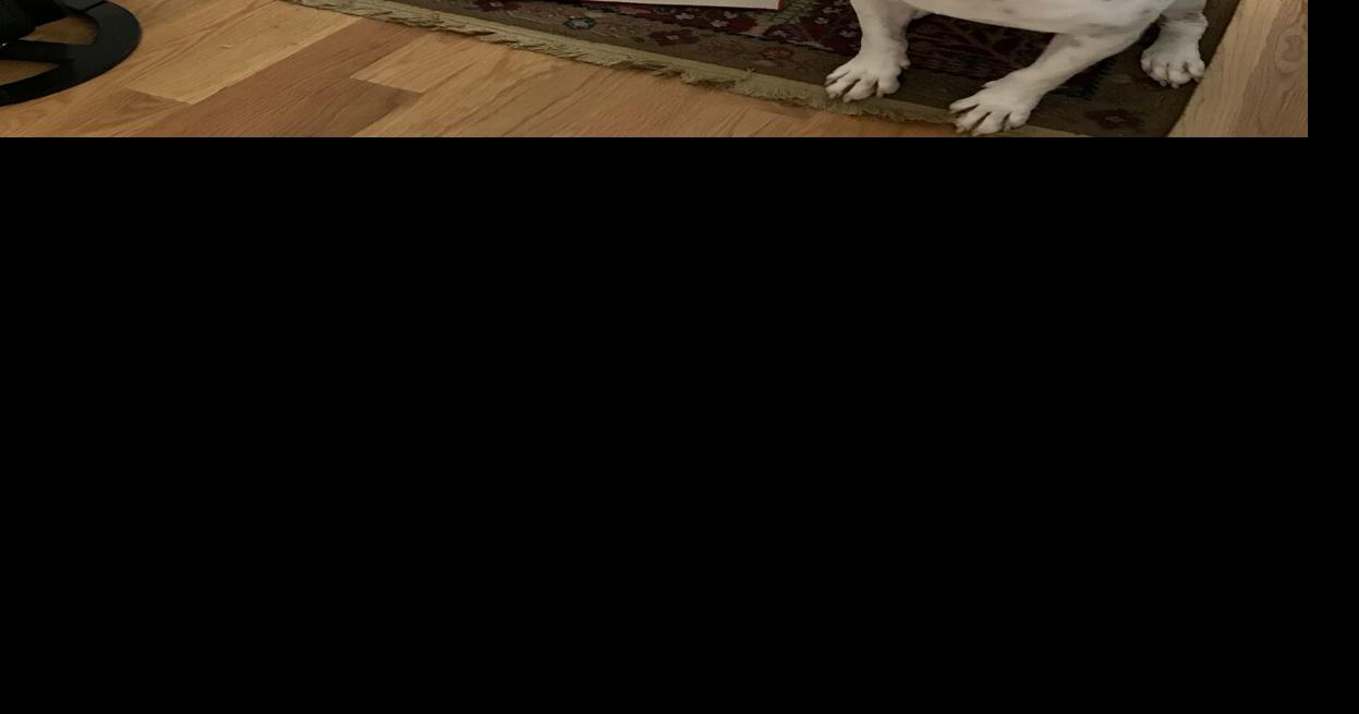 Janice Zazinski Secrets of a Pro Dog Trainer A behavioral emergency for your dog Lifestyle