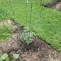 Notes from the Garden by Henry Homeyer: It’s time to pay attention to the vegetable garden