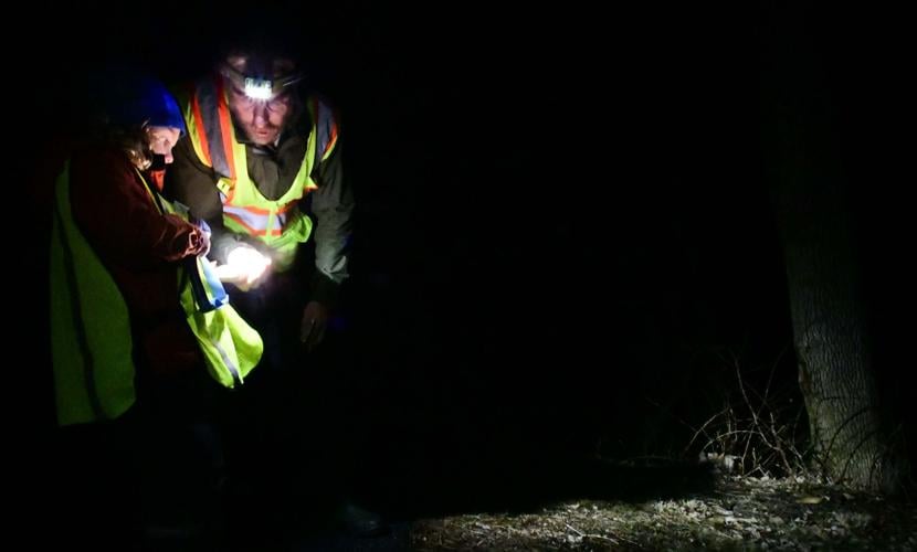 'Big Night': Salamanders on the move | Local News | reformer.com