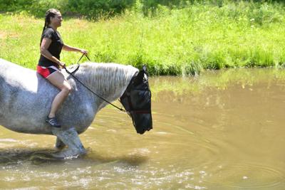 Leading a horse to water