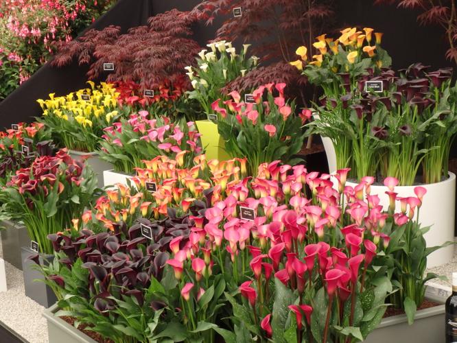 Notes from the Garden: The 2022 flower shows | Community-news ...