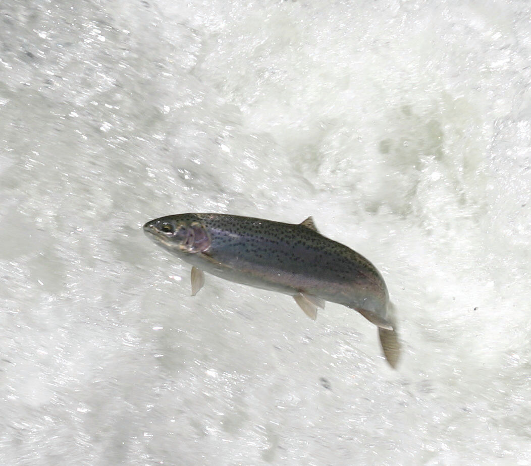 Vermont's Spring Trout Fishing Opens April 12 | Local News | reformer.com