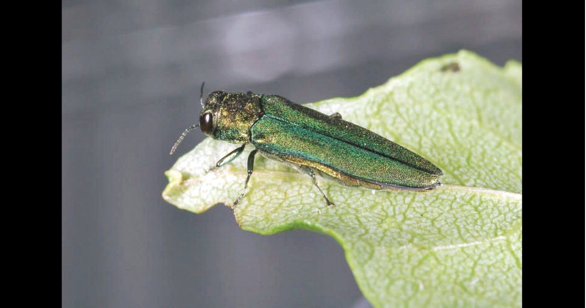 Towns responding in different ways to relentless spread of emerald ash borer