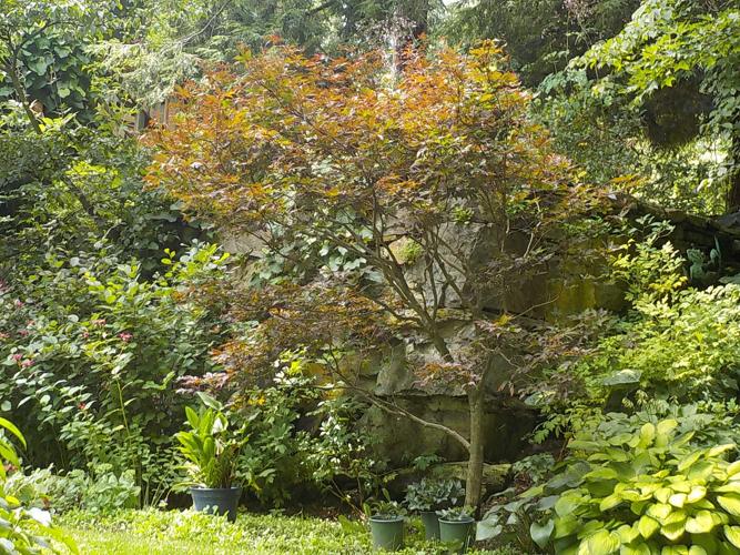 This Japanese red maple was dug up and transplanted from connecticut to my garden on a hot August day 20 years ago.JPG