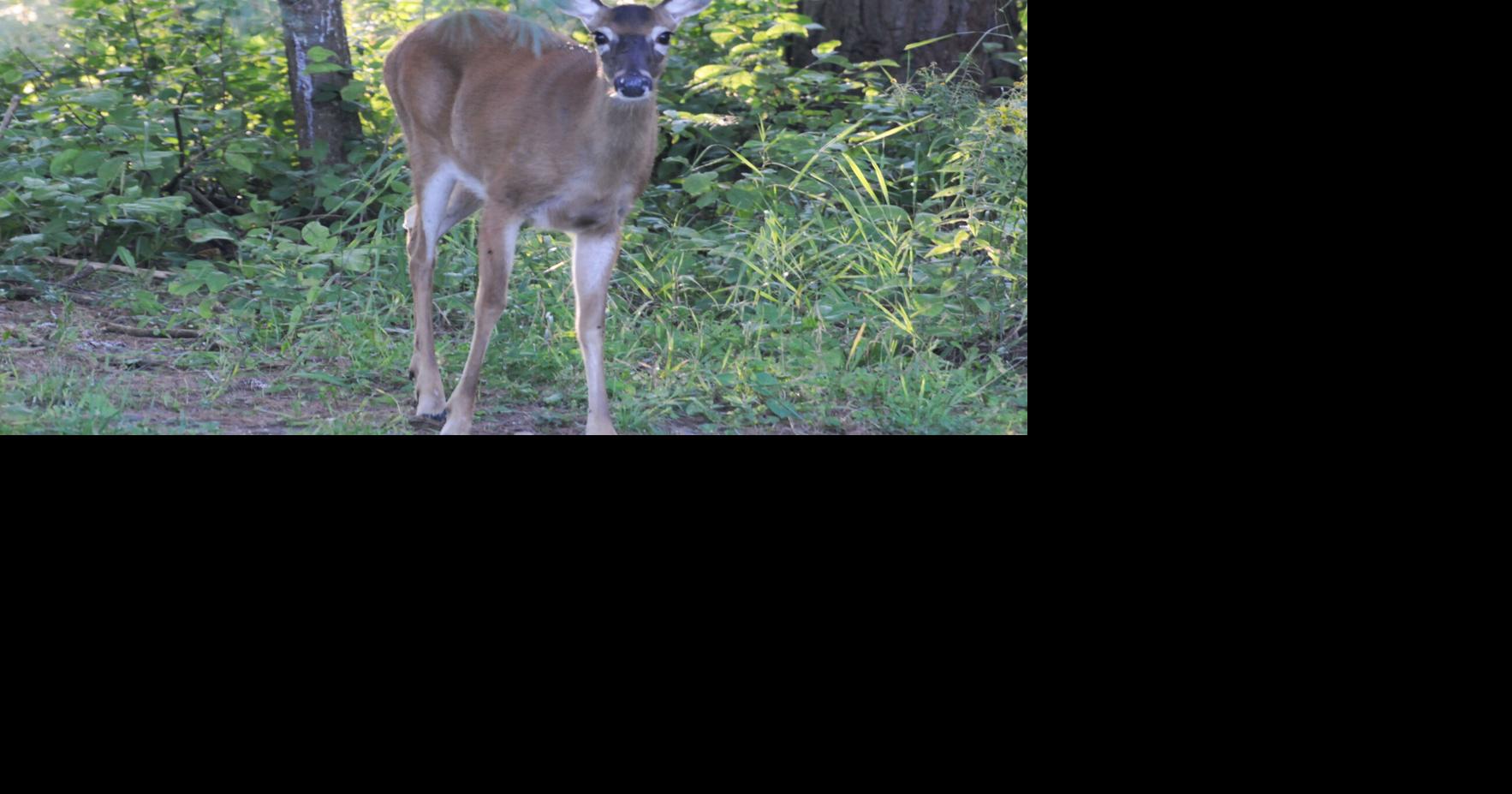 Applications open for antlerless deer muzzleloader season permits