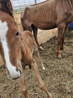 Dorset Equine Rescue takes in mare, foal could not be saved