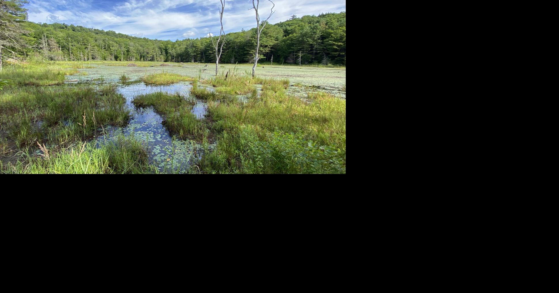 Southern Vermont nonprofit acquires and protects 341 acres of remote forest
