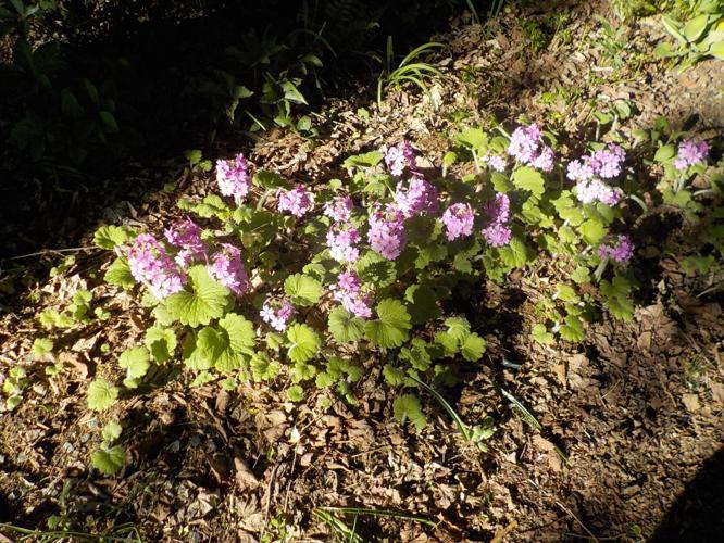 This newly planted Epimedium 'Pretty in Pink' will develop into a 2-ft wide plant.JPG