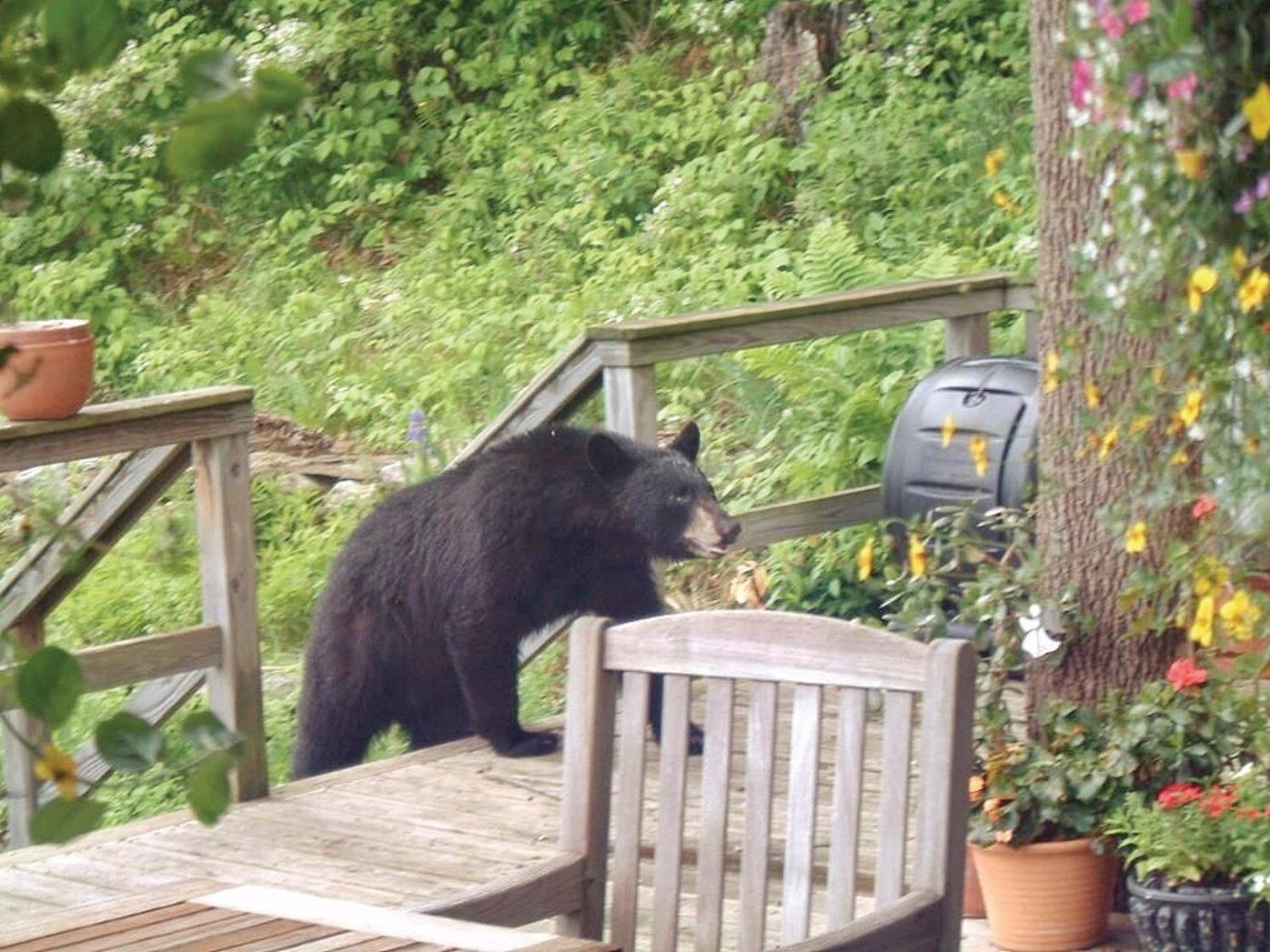 How to keep bears out of your compost Communitynews