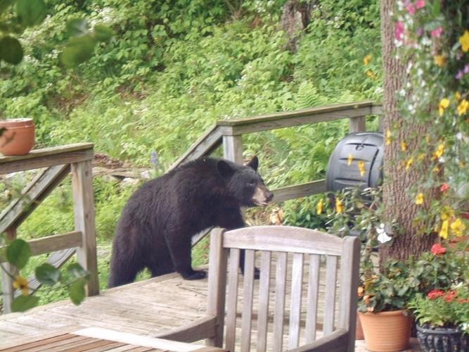 How to keep bears out of your compost