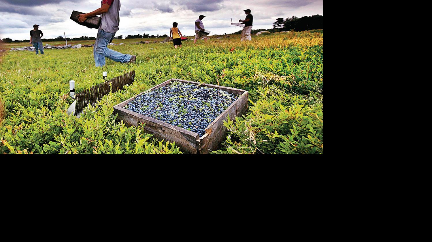 Maine blueberry harvest down as industry looks for buyers Local News