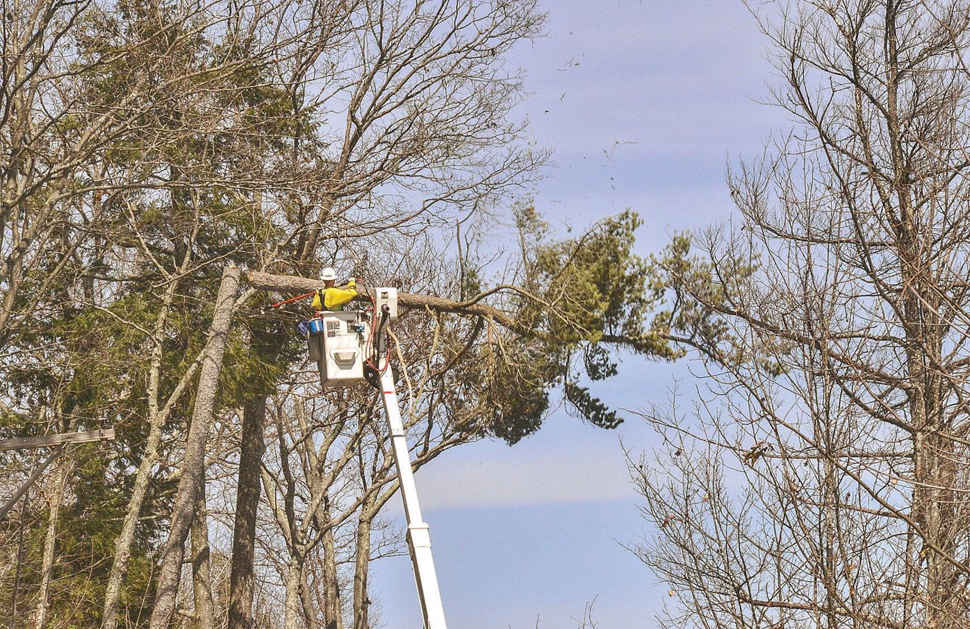 Photos Tree bursts into flames Local News