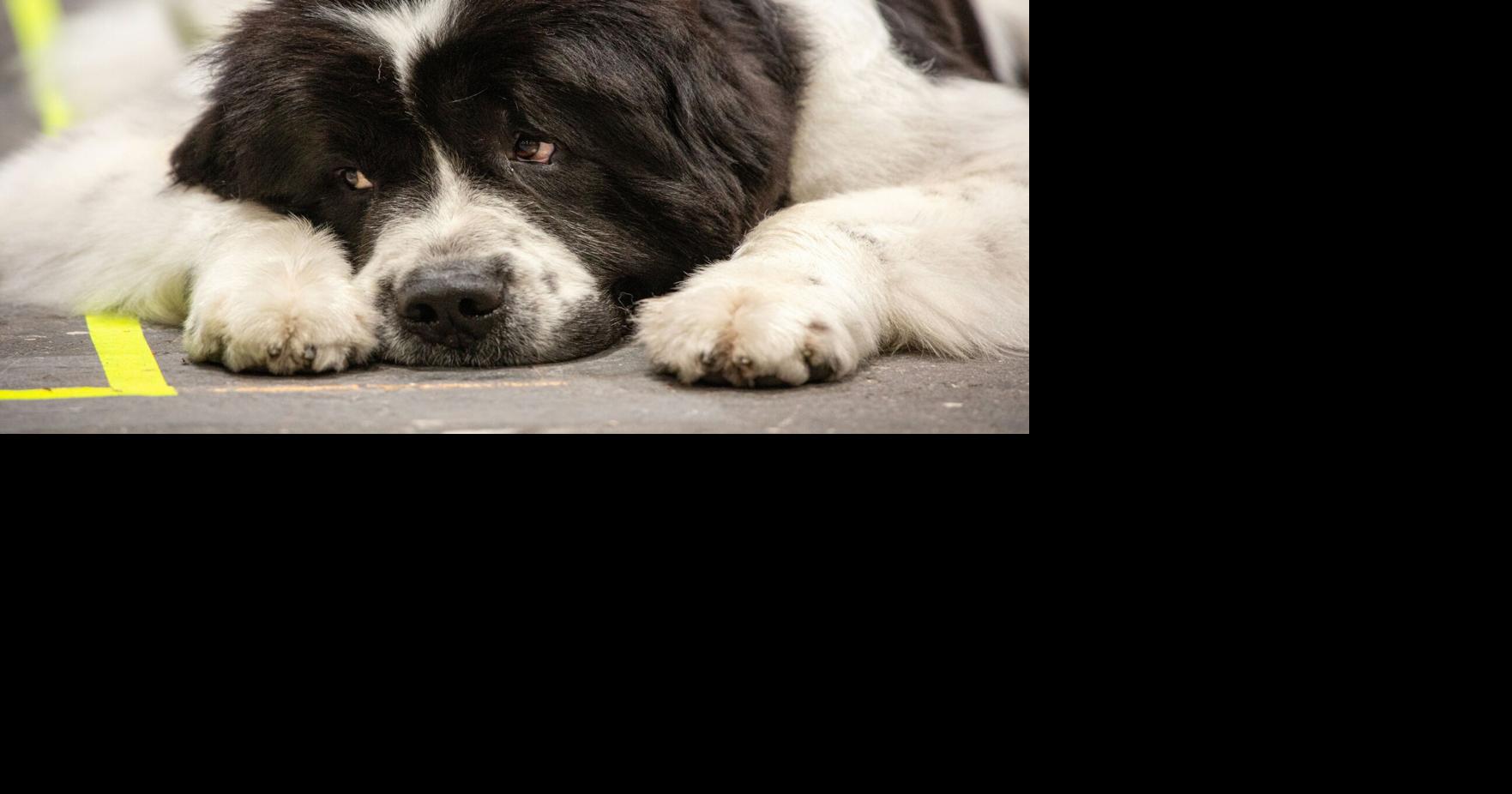 Secrets of a Pro Dog Trainer by Janice Zazinski Housetraining is magic