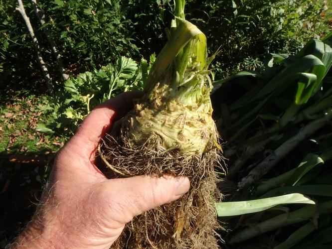 Cut away fhe fine roots of celeriac to expose the bulbous root used for cooking or even salads.JPG