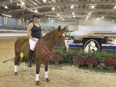 Morgan Horse Club of Texas