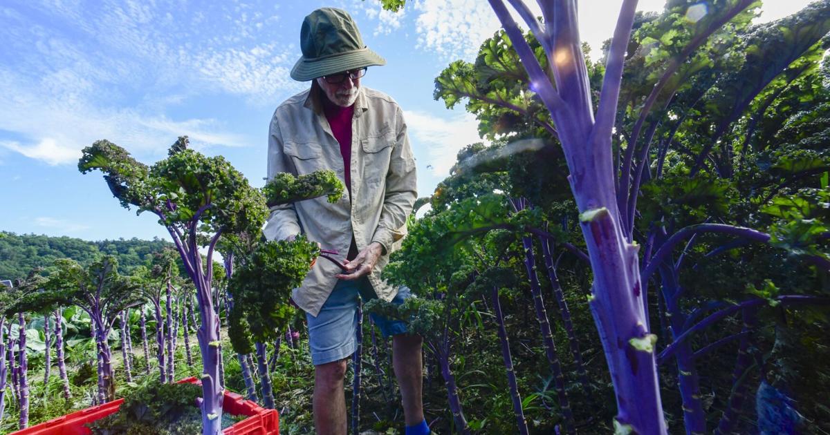 PHOTOS: Gleaning at Harlow Farm