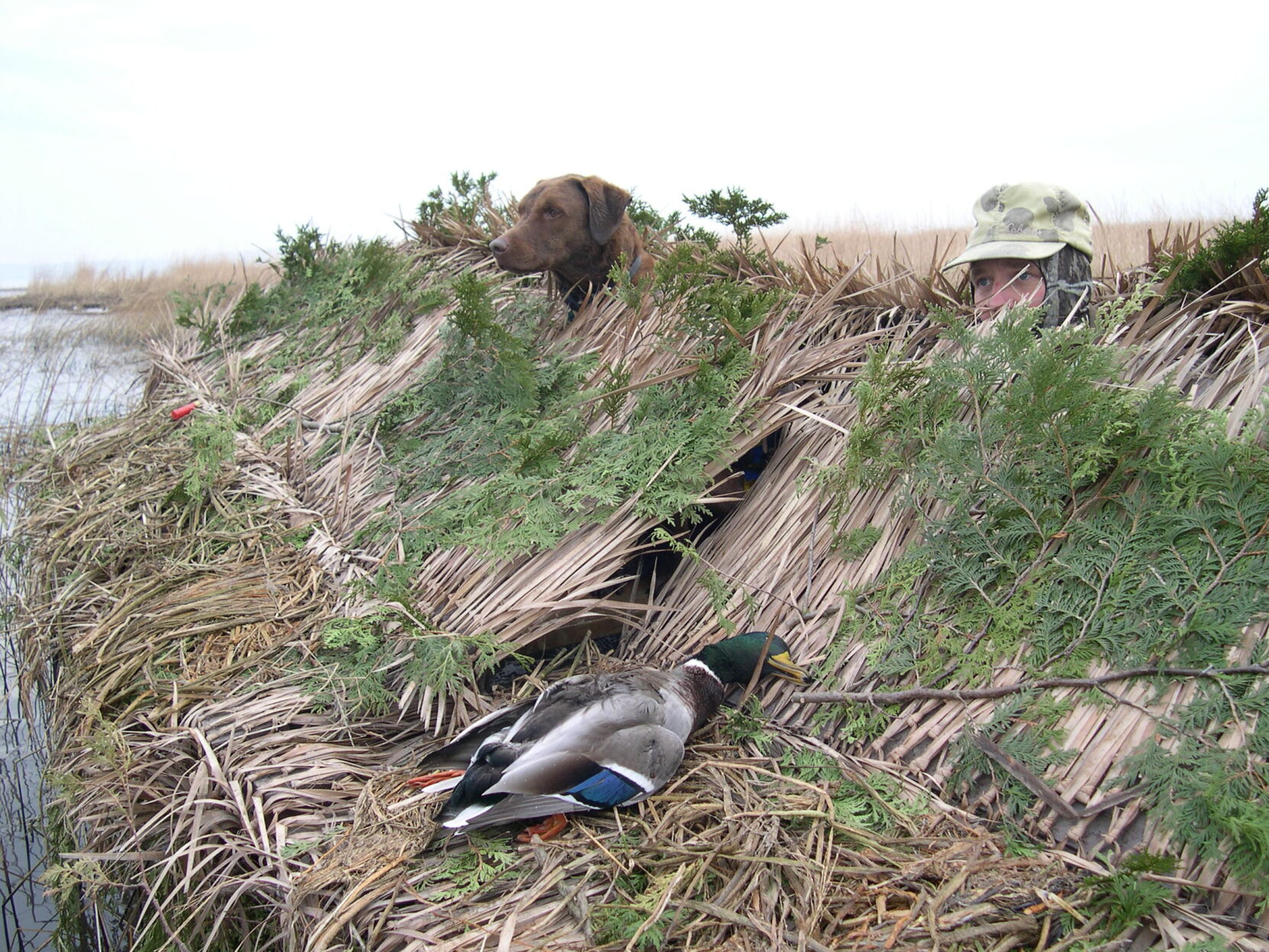 Vermont Fish And Wildlife Announces Migratory Game Bird Hunting Season ...