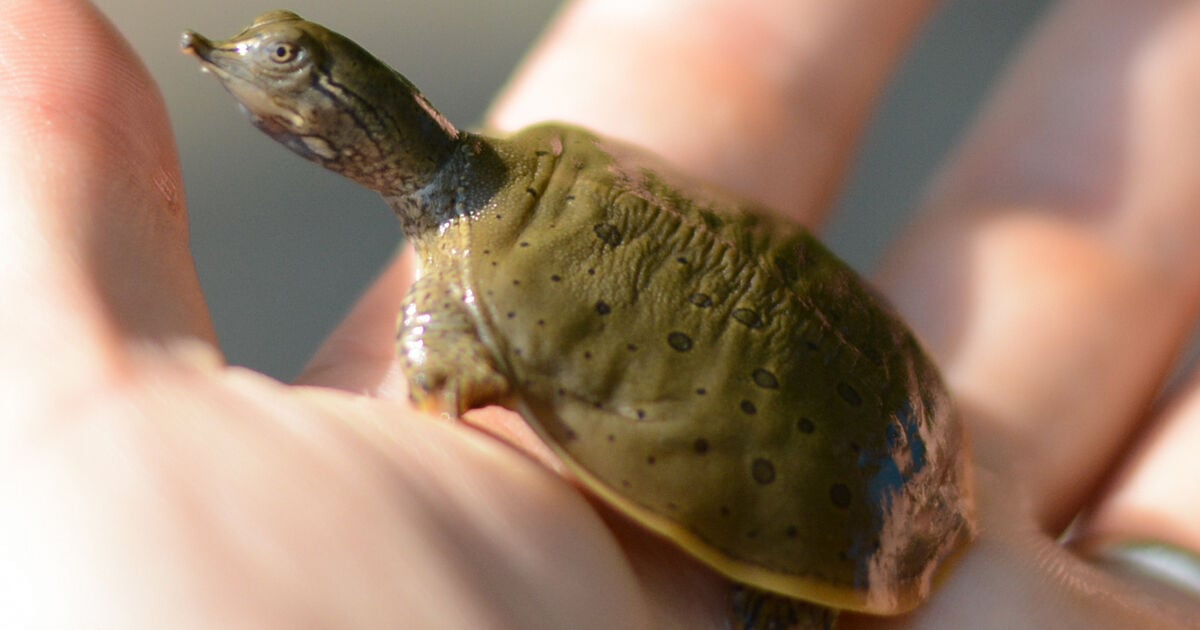 Volunteers needed for annual spiny softshell turtle beach cleanup