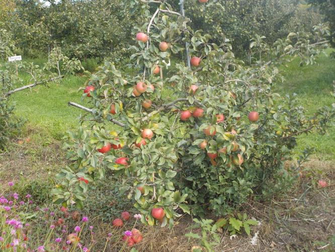 Commercial orchardists are using dwarf cultivars like this, but they need to staked.JPG