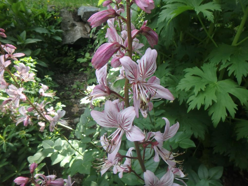 Notes from the Garden by Henry Homeyer: June is the month for love — and flowers — to bloom