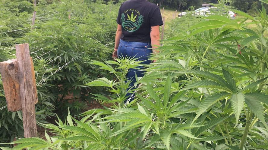 Introducing Taylor Farm Hemp Co.: Crafting Wellness, One CBD Product at a Time