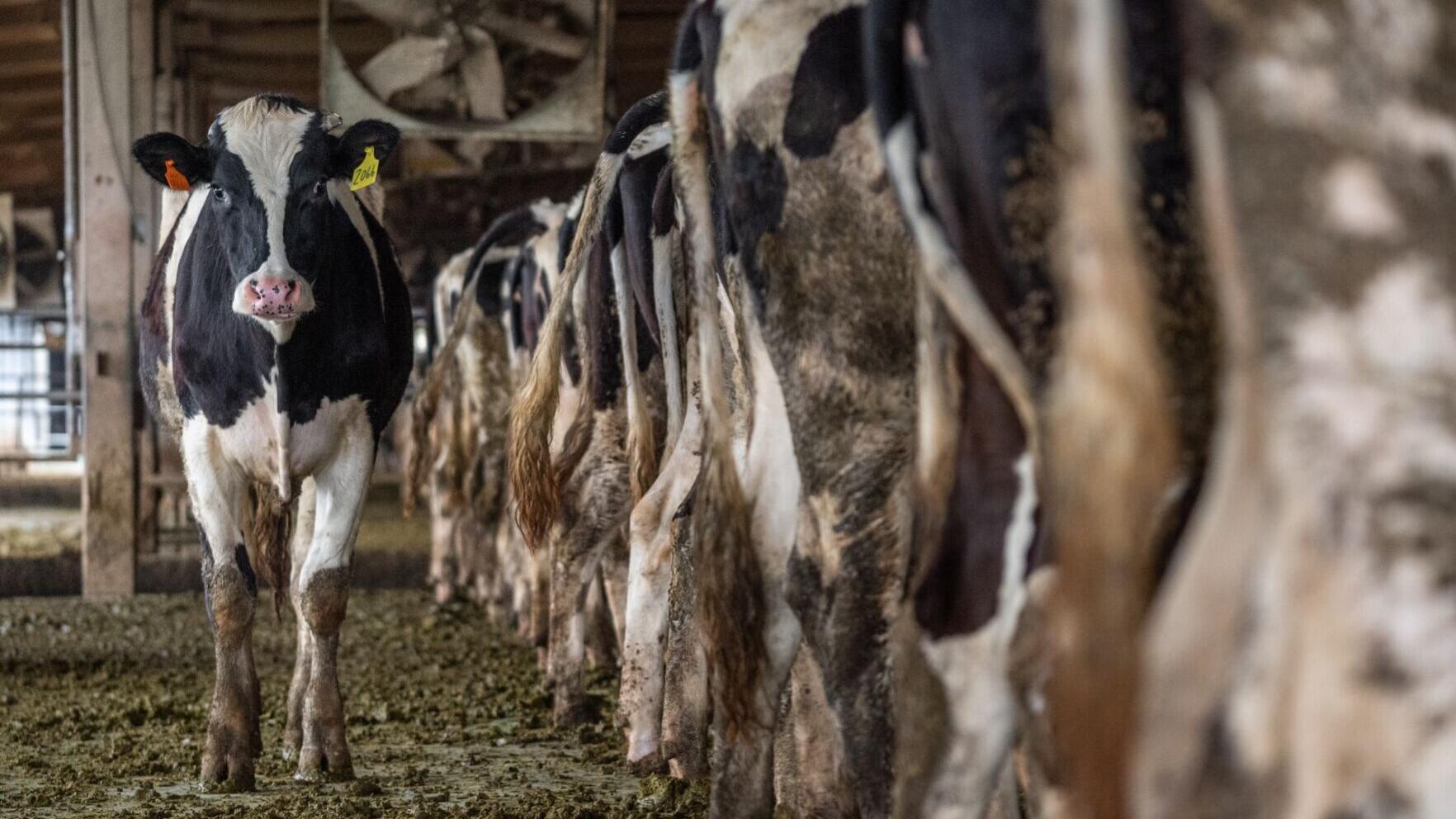 McClaughry: The new dream for Vermont agriculture - Vimarsana News